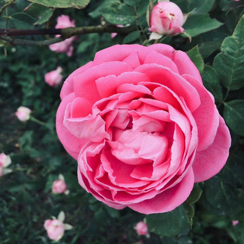 pink-petaled flower