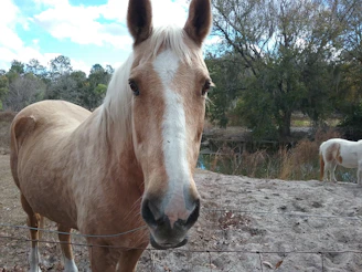 A gentle horse standing peacefully in a sunlit pasture at the sanctuary.