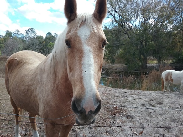 A light brown horse with a white mane and a gentle expression stands in a natural setting. Behind the horse, there are trees and a small body of water. Another horse can be partially seen grazing in the background.