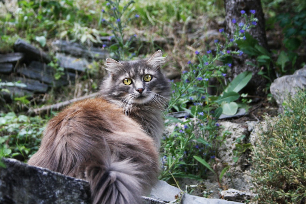 brown and black cat on grass field