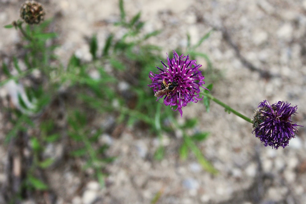 selective focus photography of two purple clustered flowers