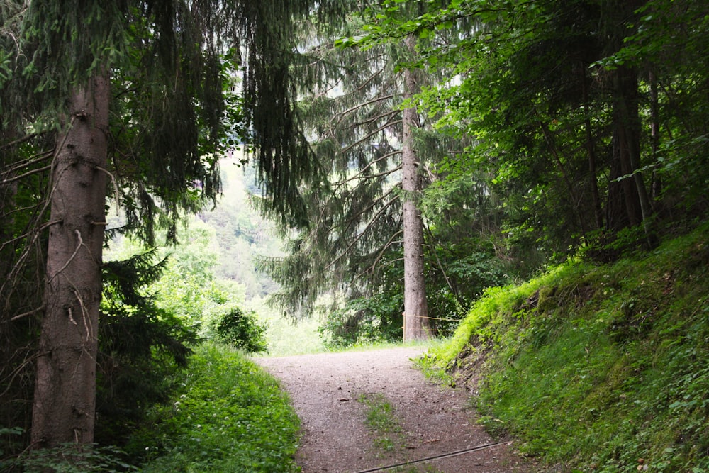 green pine trees