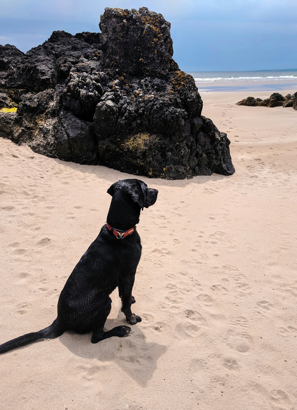 dog on seashore