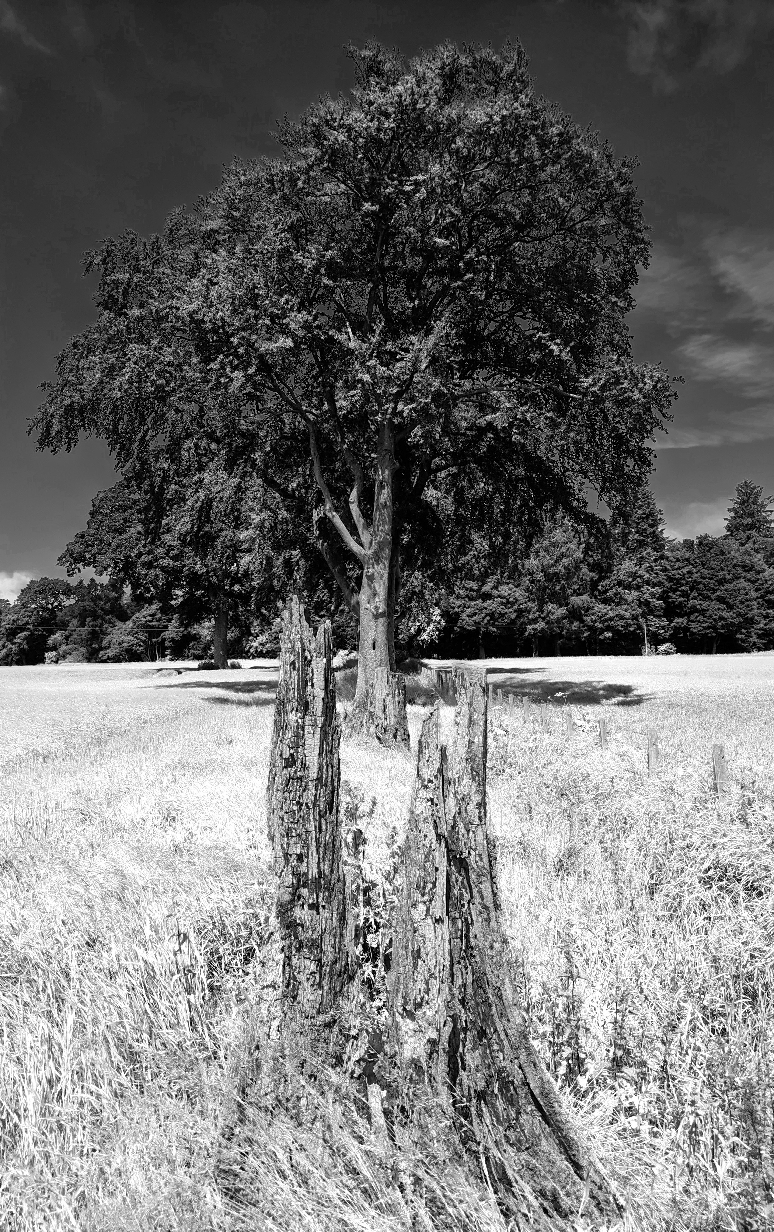 tall tree in the field grayscale photo