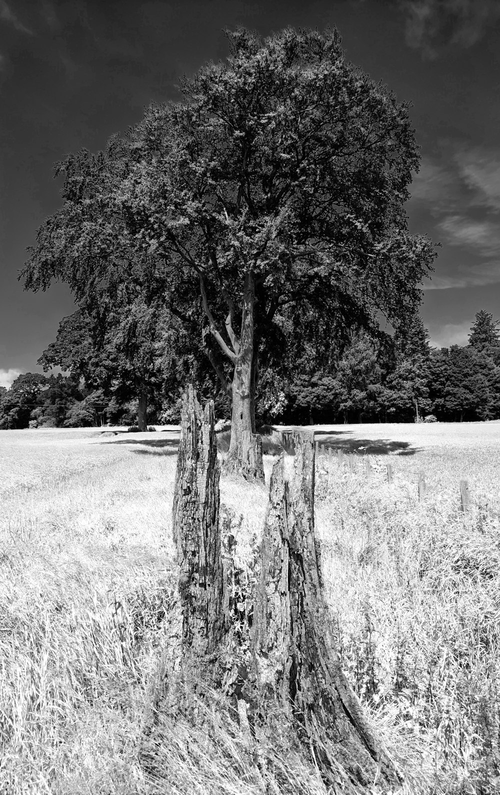 grand arbre dans le champ en niveaux de gris photo