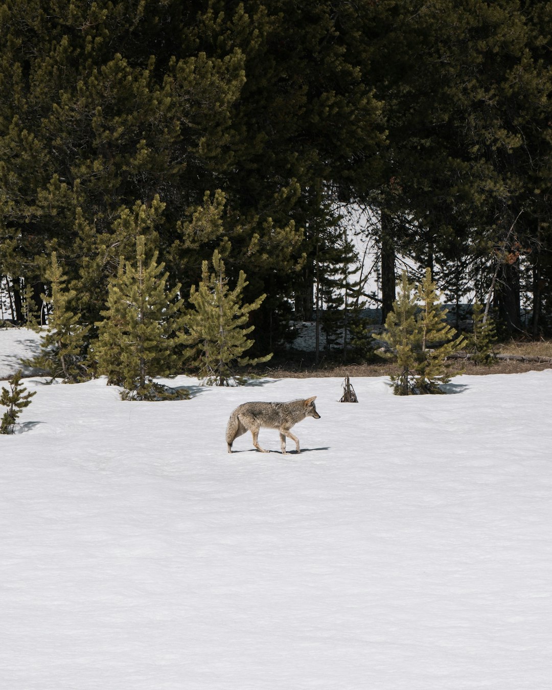 gray fox on field covered with snow surrounded with tall and green trees
