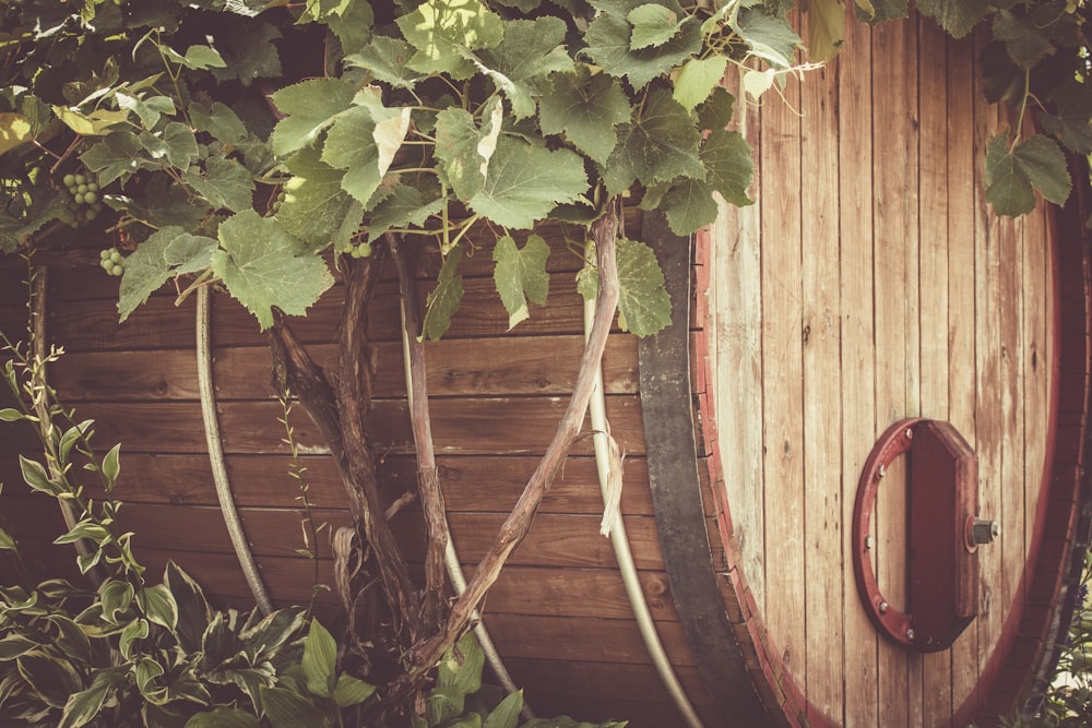 brown wooden barrel surrounded by green leafed plant