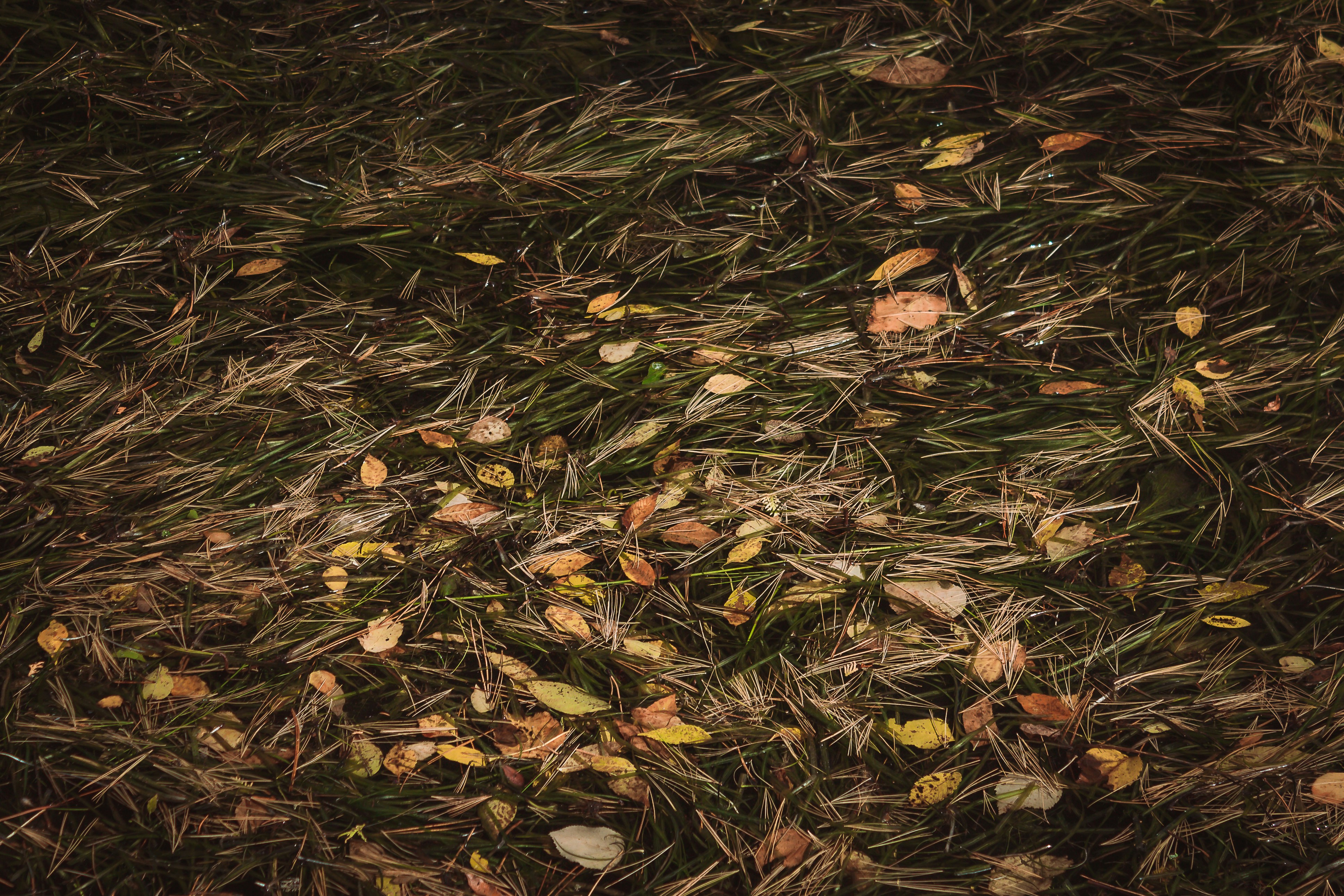 Photo by shellbell130