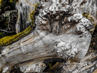 Close-up of a gnarled ancient oak trunk with deep textured bark and moss