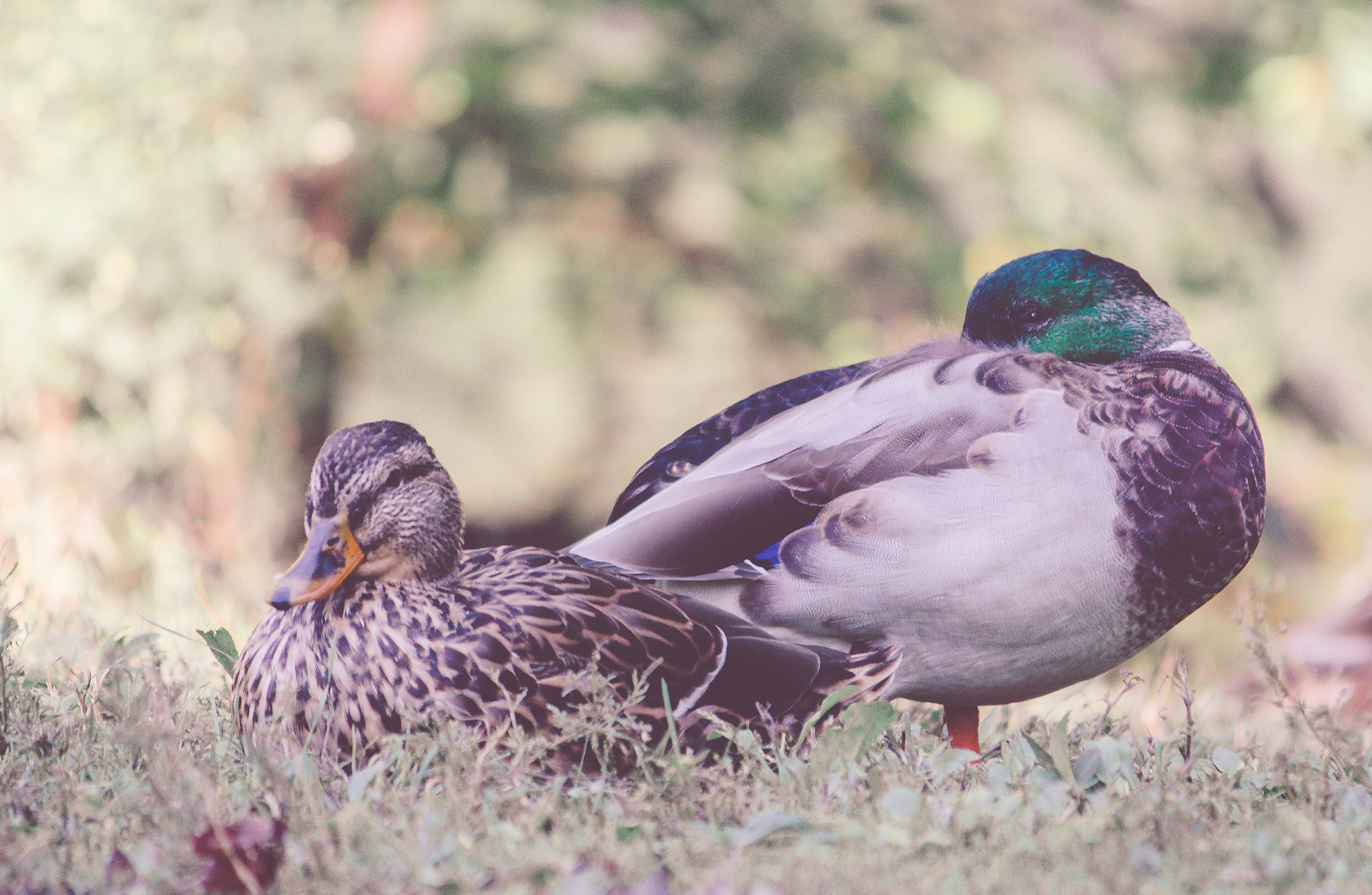 Photo by shellbell130