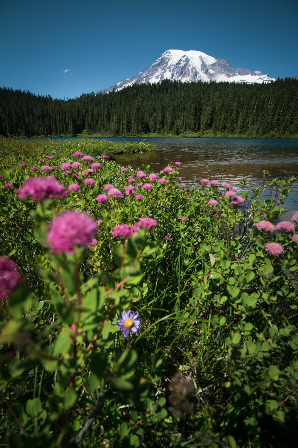 pink petaled flower