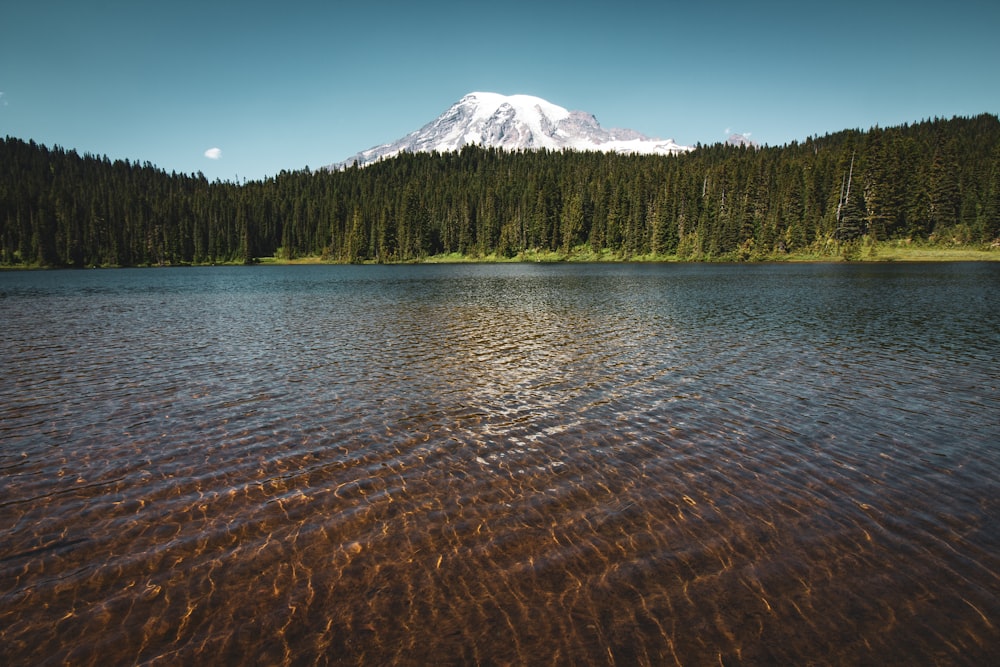 Mt Rainier Pictures Download Free Images On Unsplash Images, Photos, Reviews