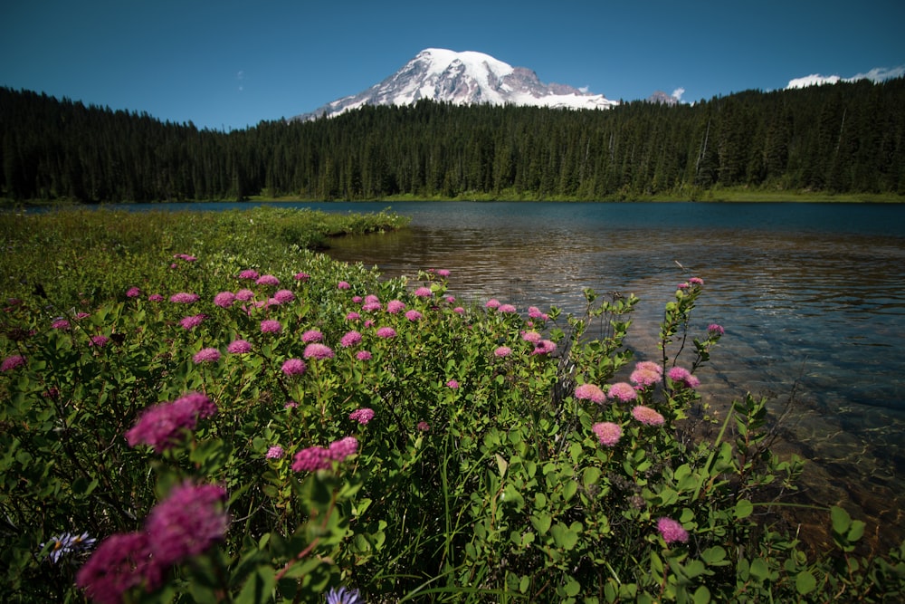 pink petaled flower beside body of water