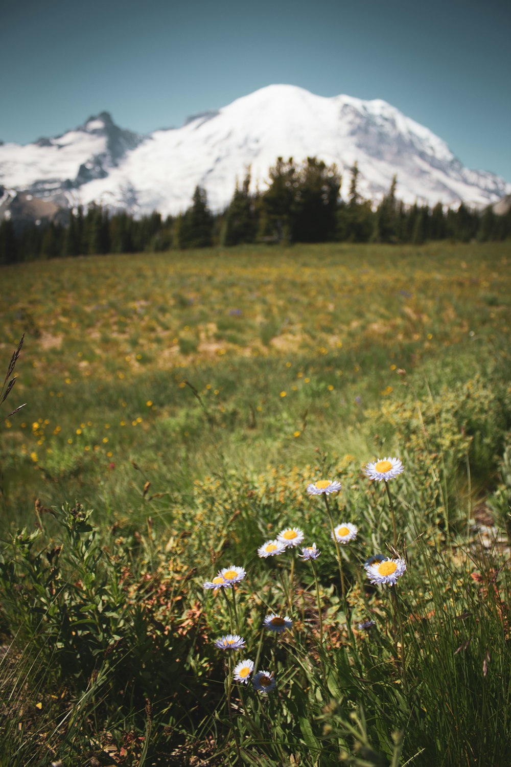 daisy flowers