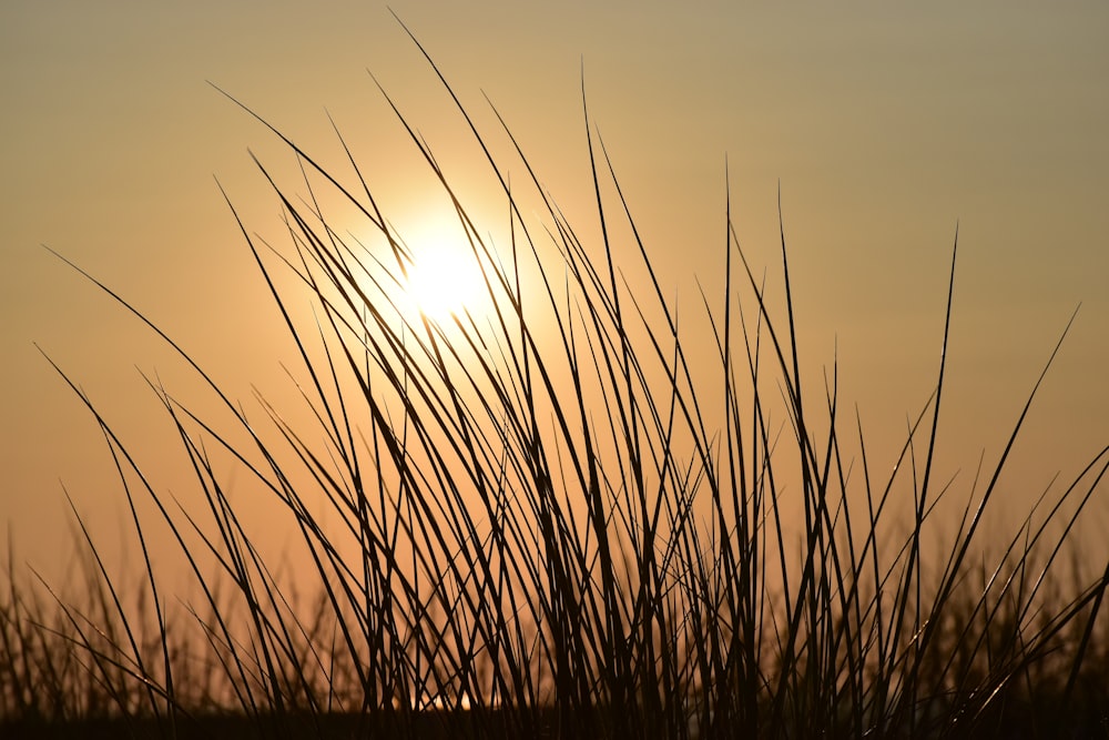 silhouette of grass