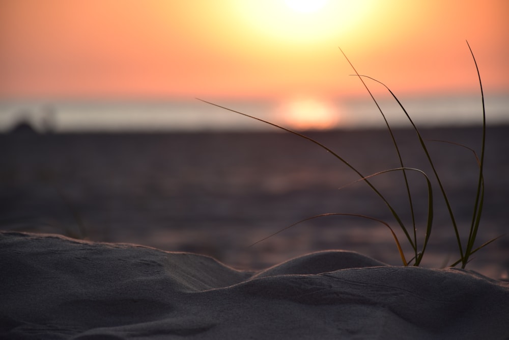 sunset at the shore