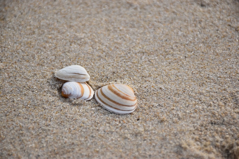 two seashells on the sand of a beach