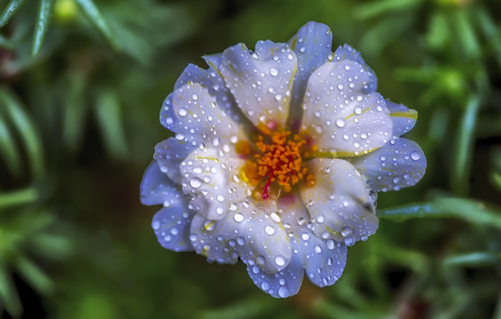blue flower with dew