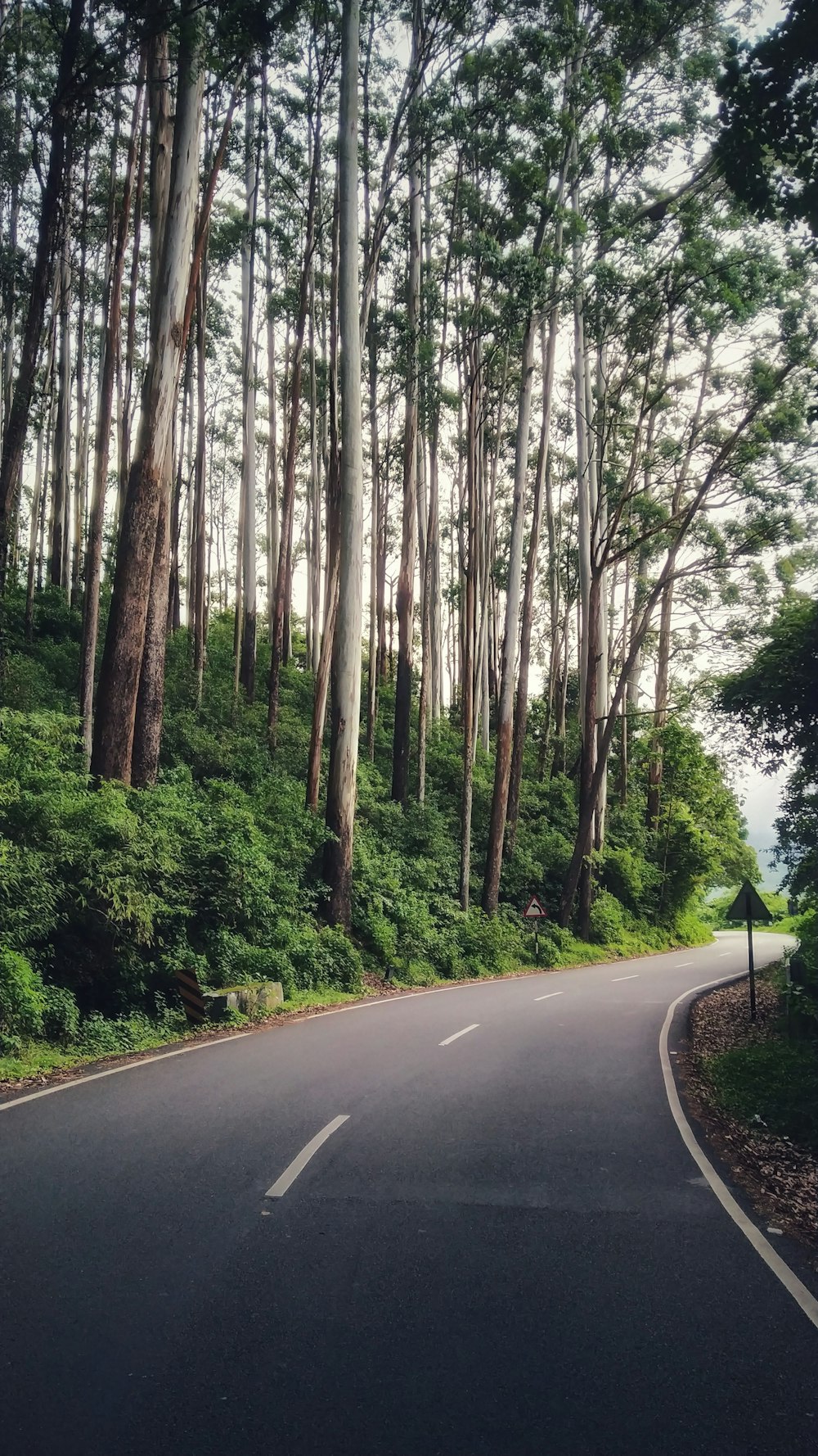 empty asphalt road surrounded by trees