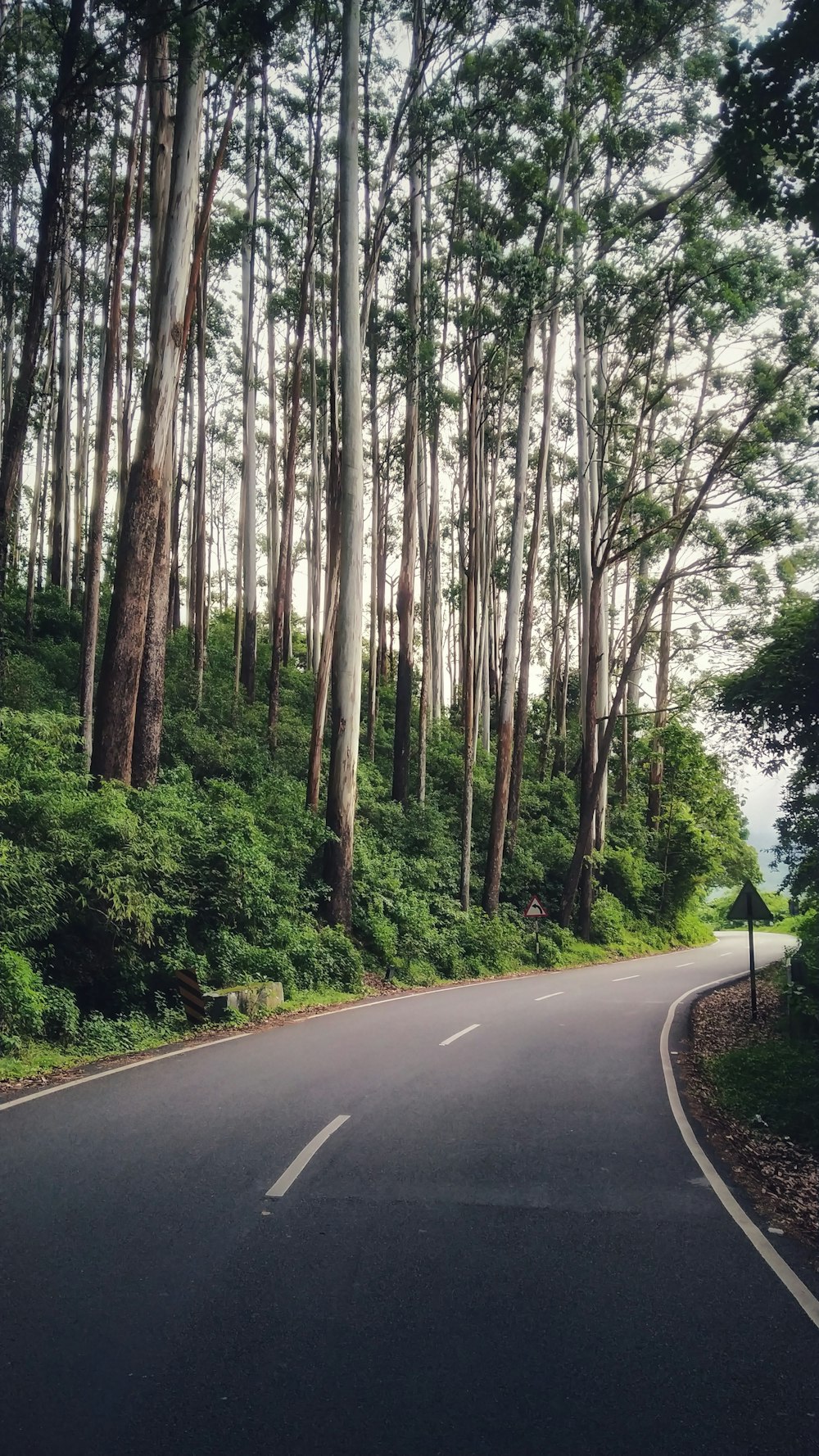 strada asfaltata vuota circondata da alberi
