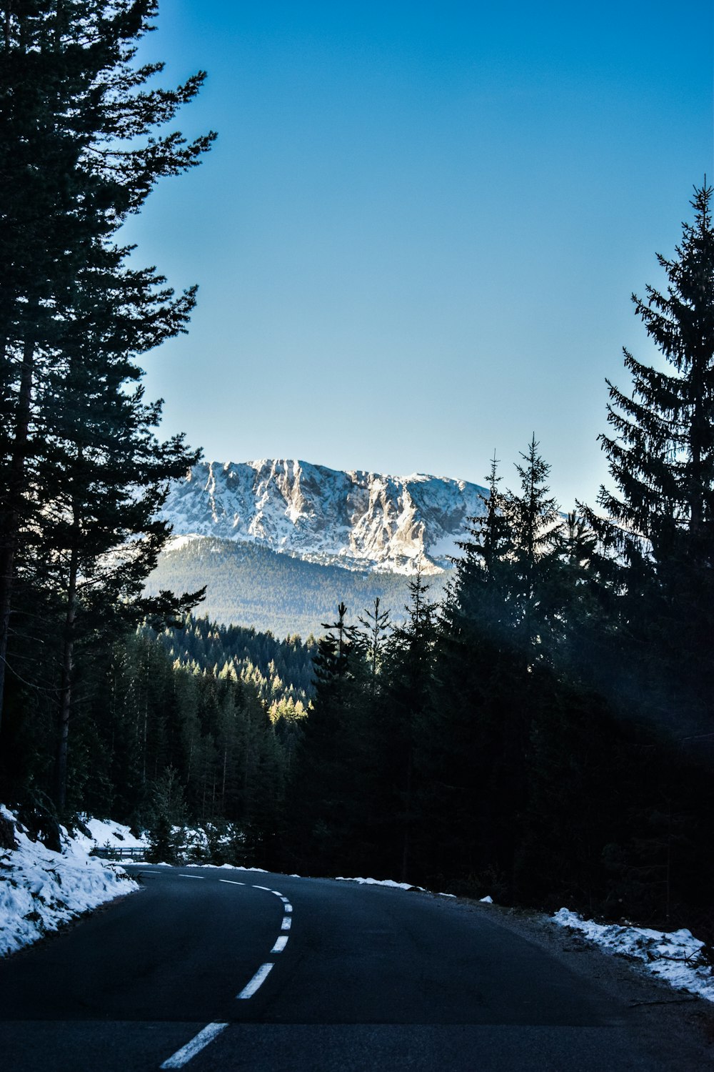 green pine trees