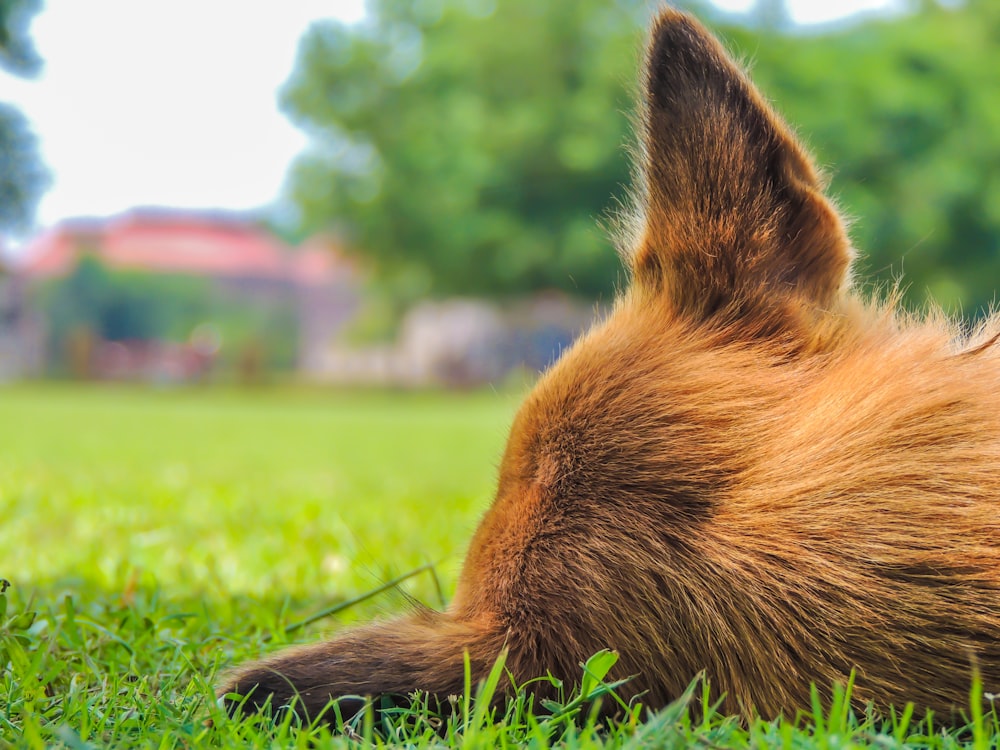 brown dog