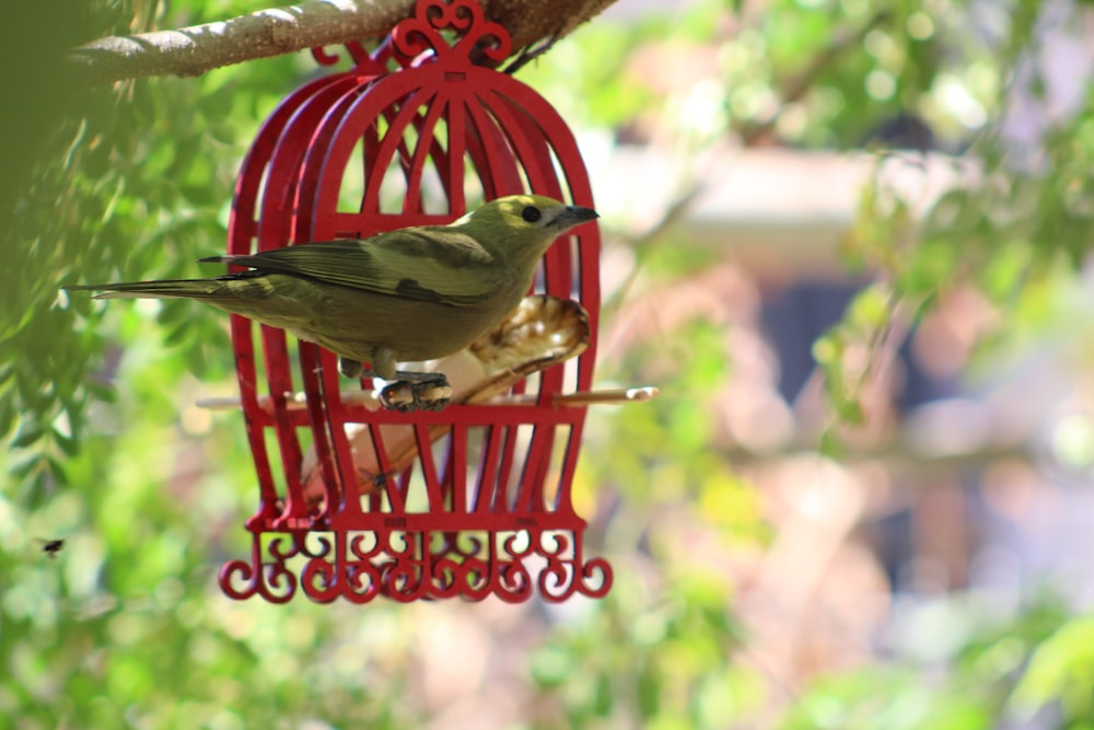 bird perched outside on cage hung from tree branch