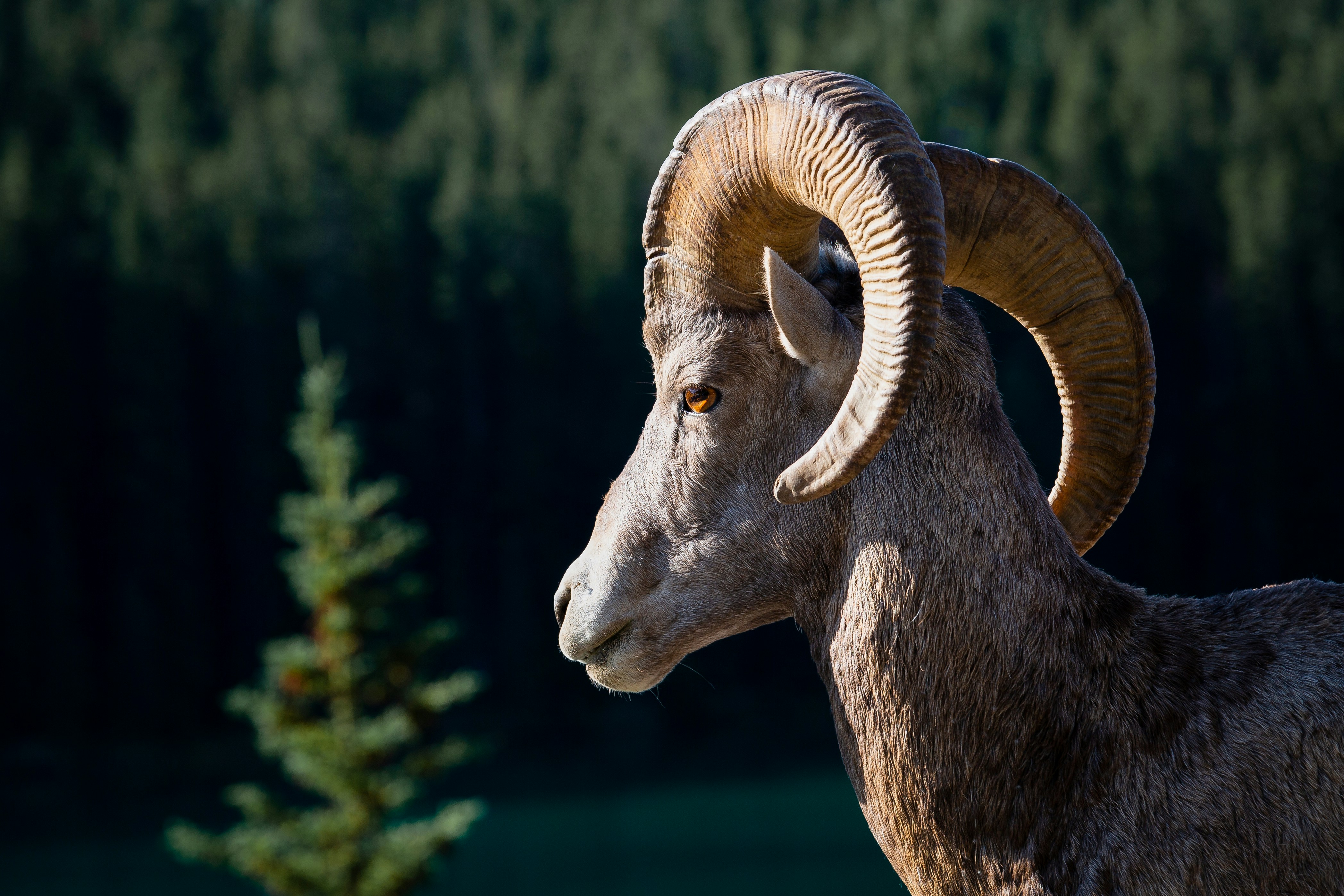A brown goat with large horns that curve around its head.