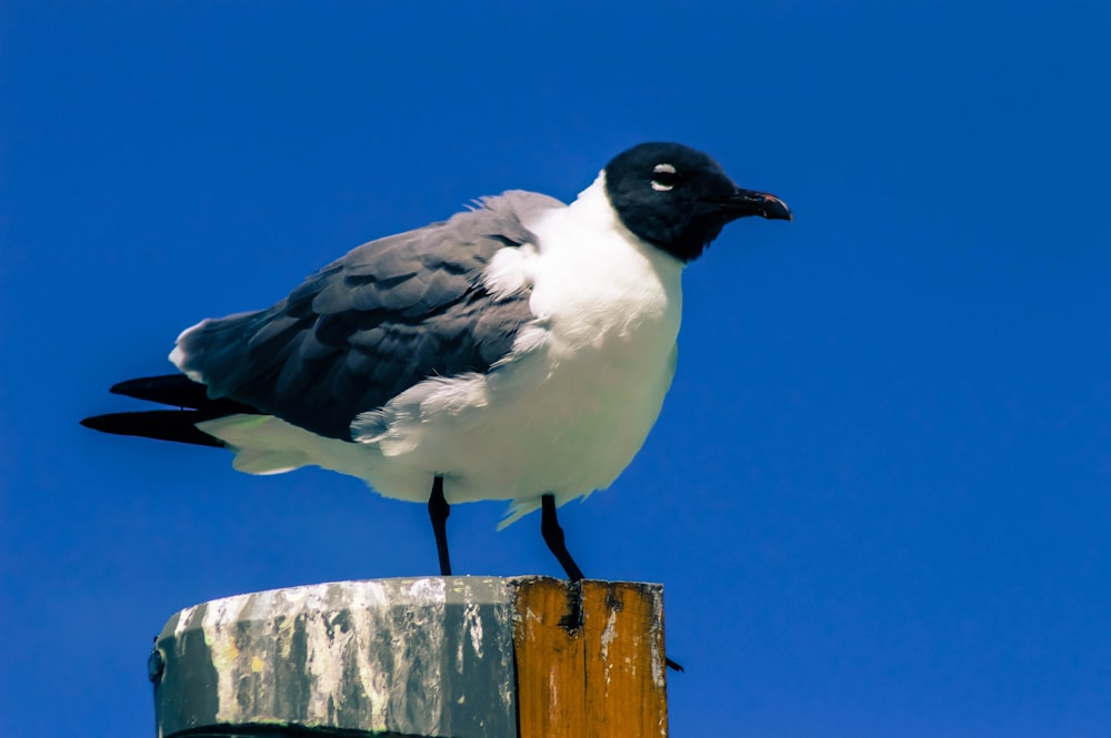 black and white bird on post
