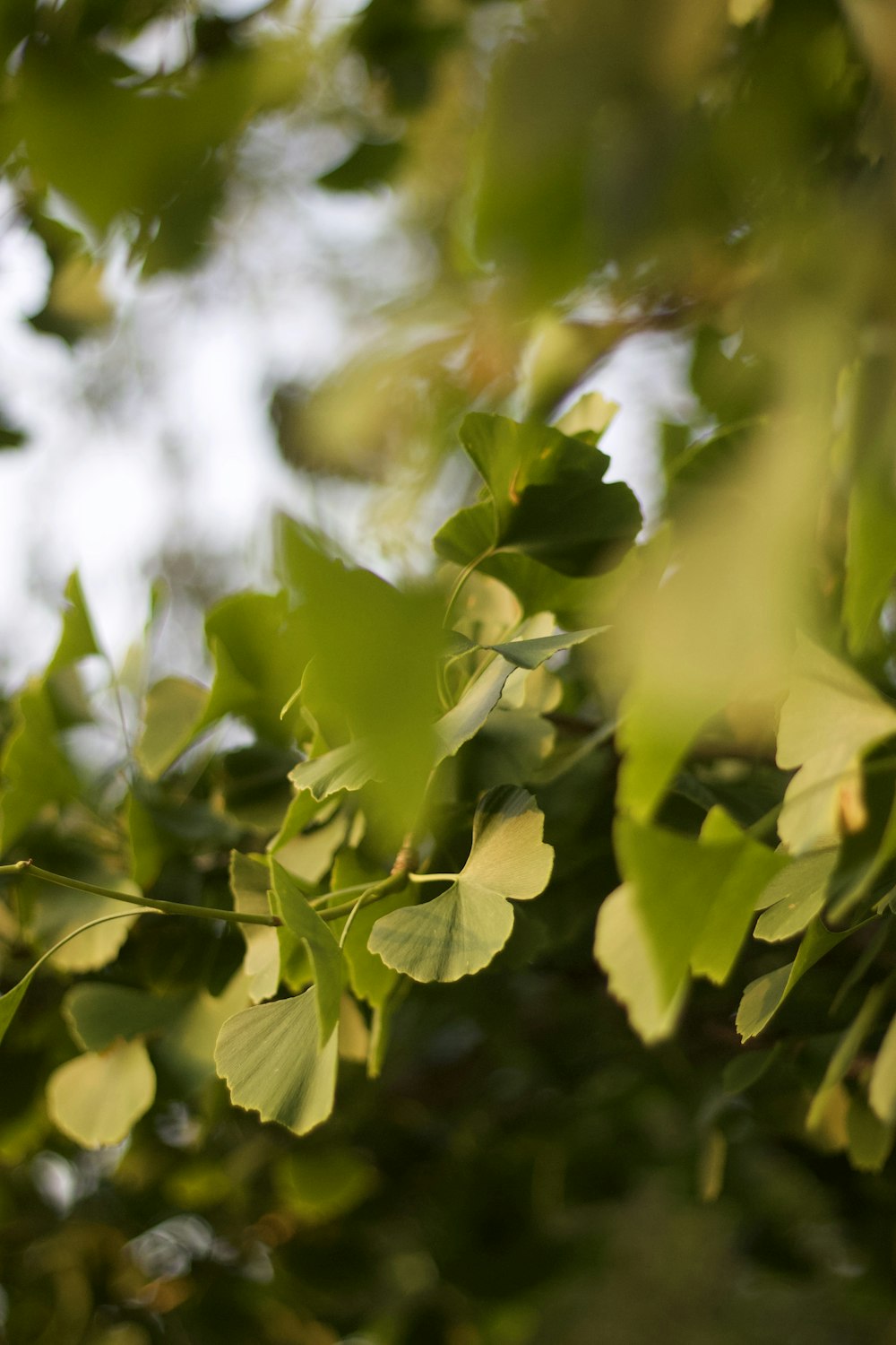 selective focus photography of green leaves