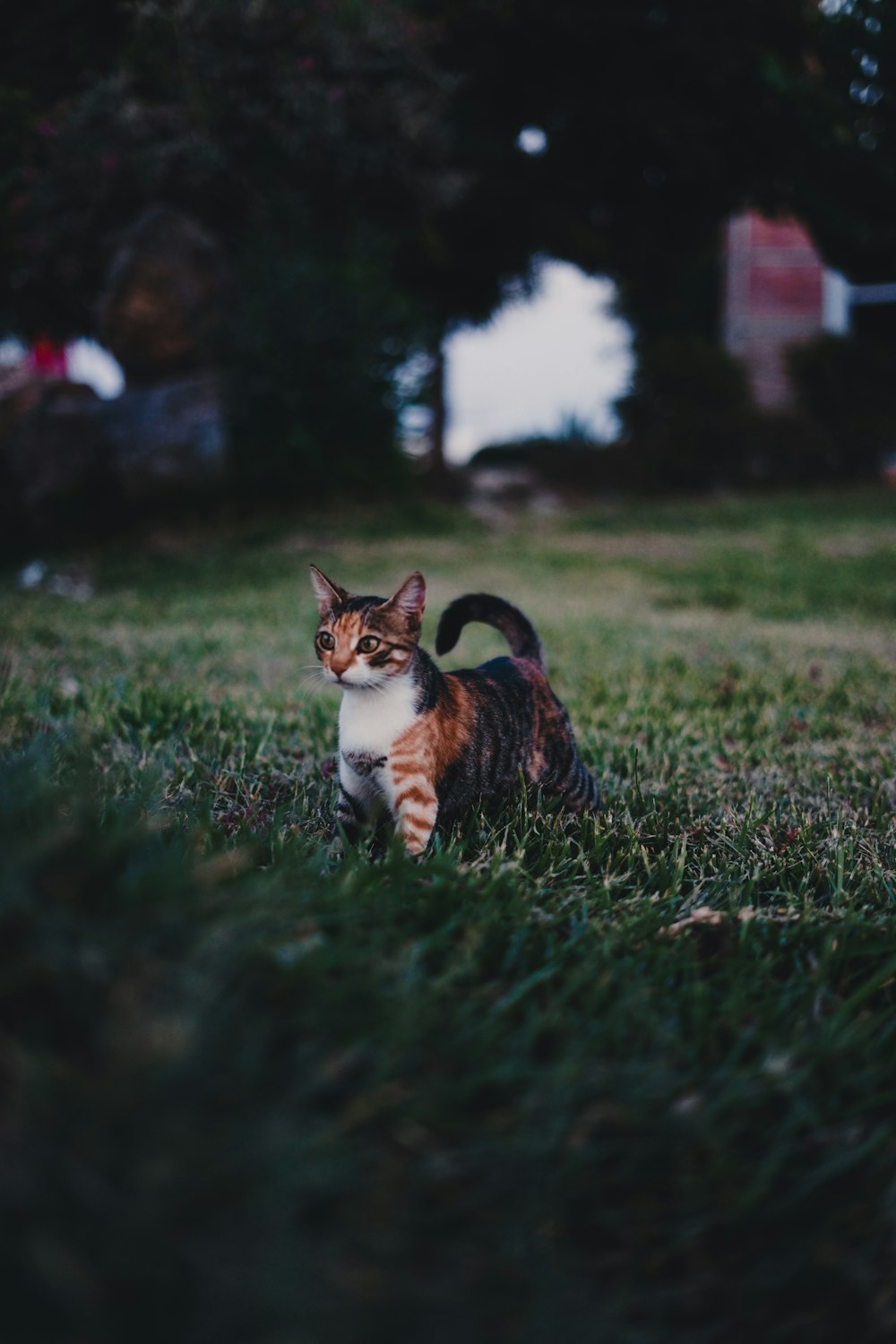 short-fur gray and orange cat on green grass during daytime