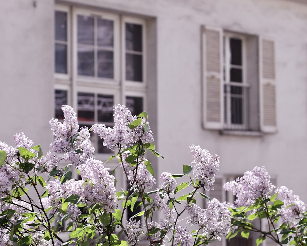 white petaled flower