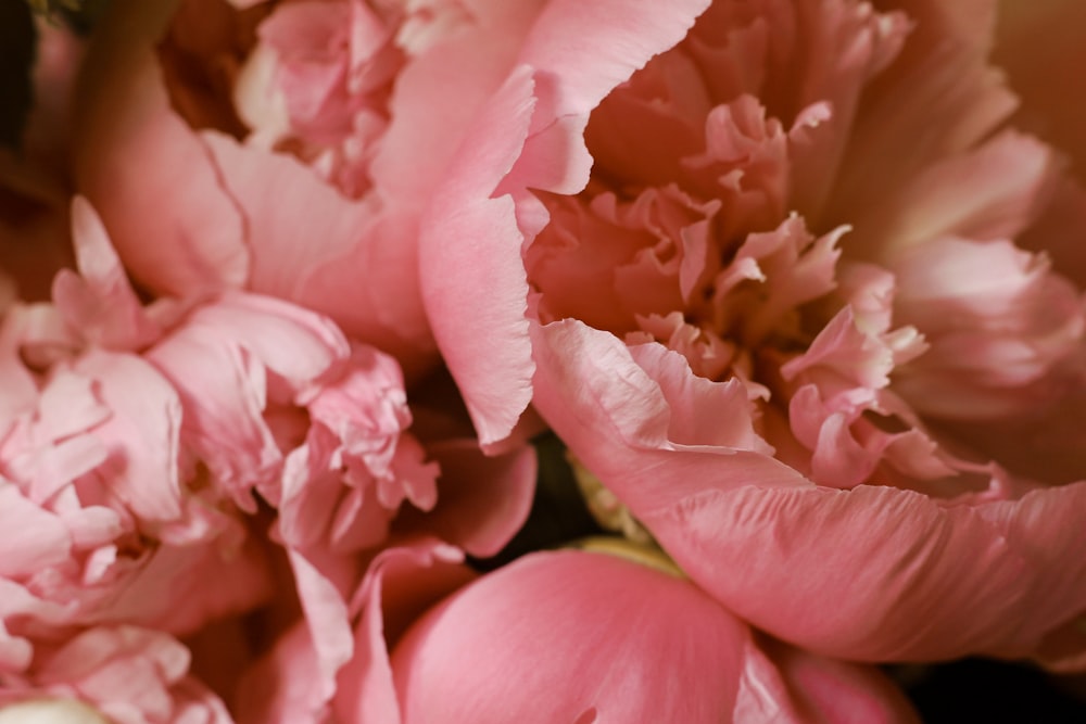 closeup photo of pink-petaled flowers