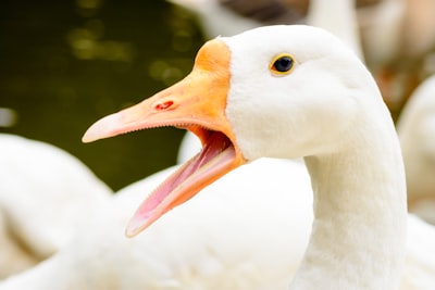 white duck goose zoom background
