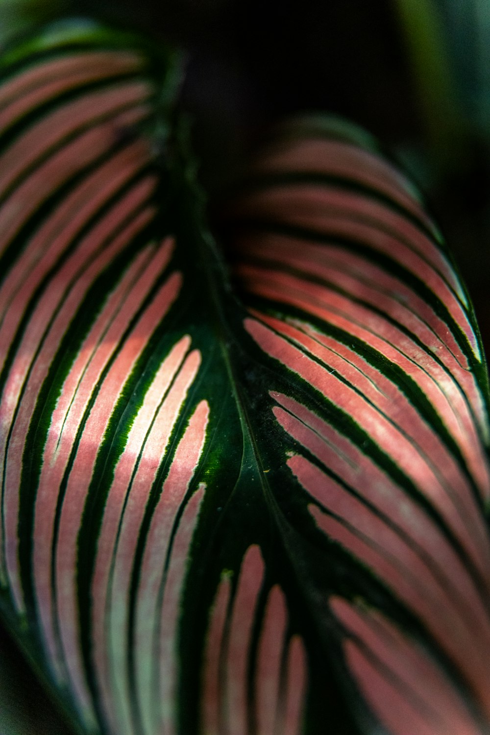 green and pink-leafed plant