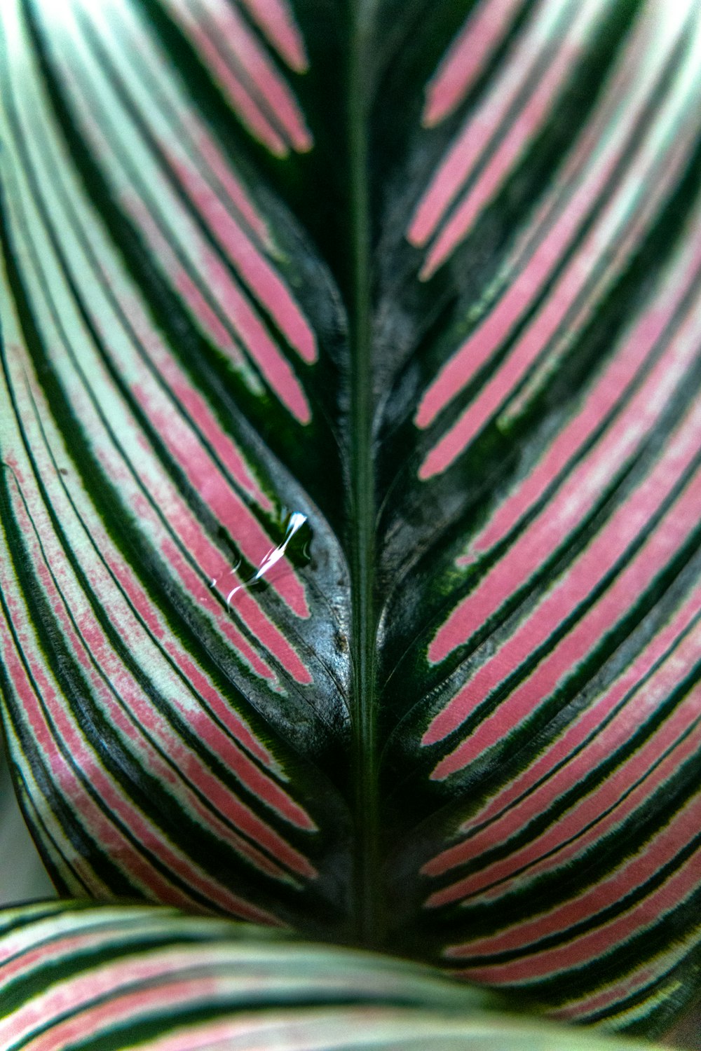 green and pink leaf close-up photography
