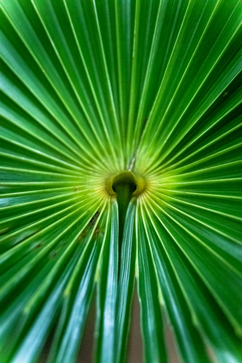 closeup photo of green-leafed plant