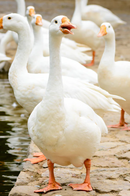 Geese gathered near the water
