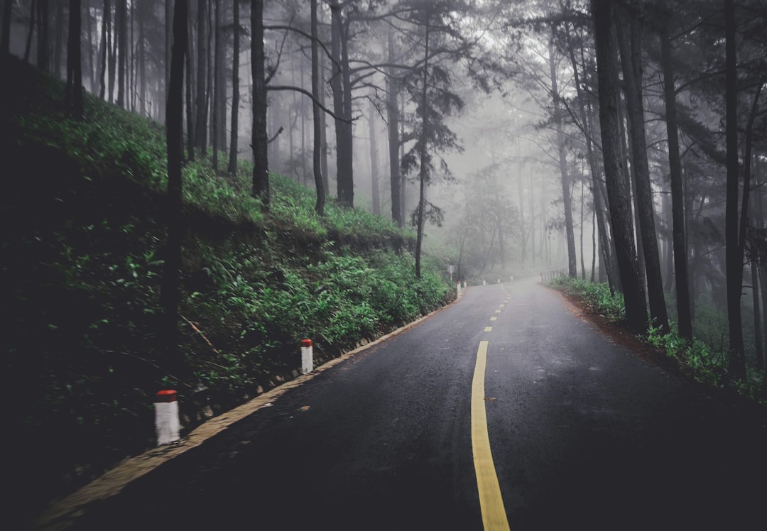 trees beside road during daytime