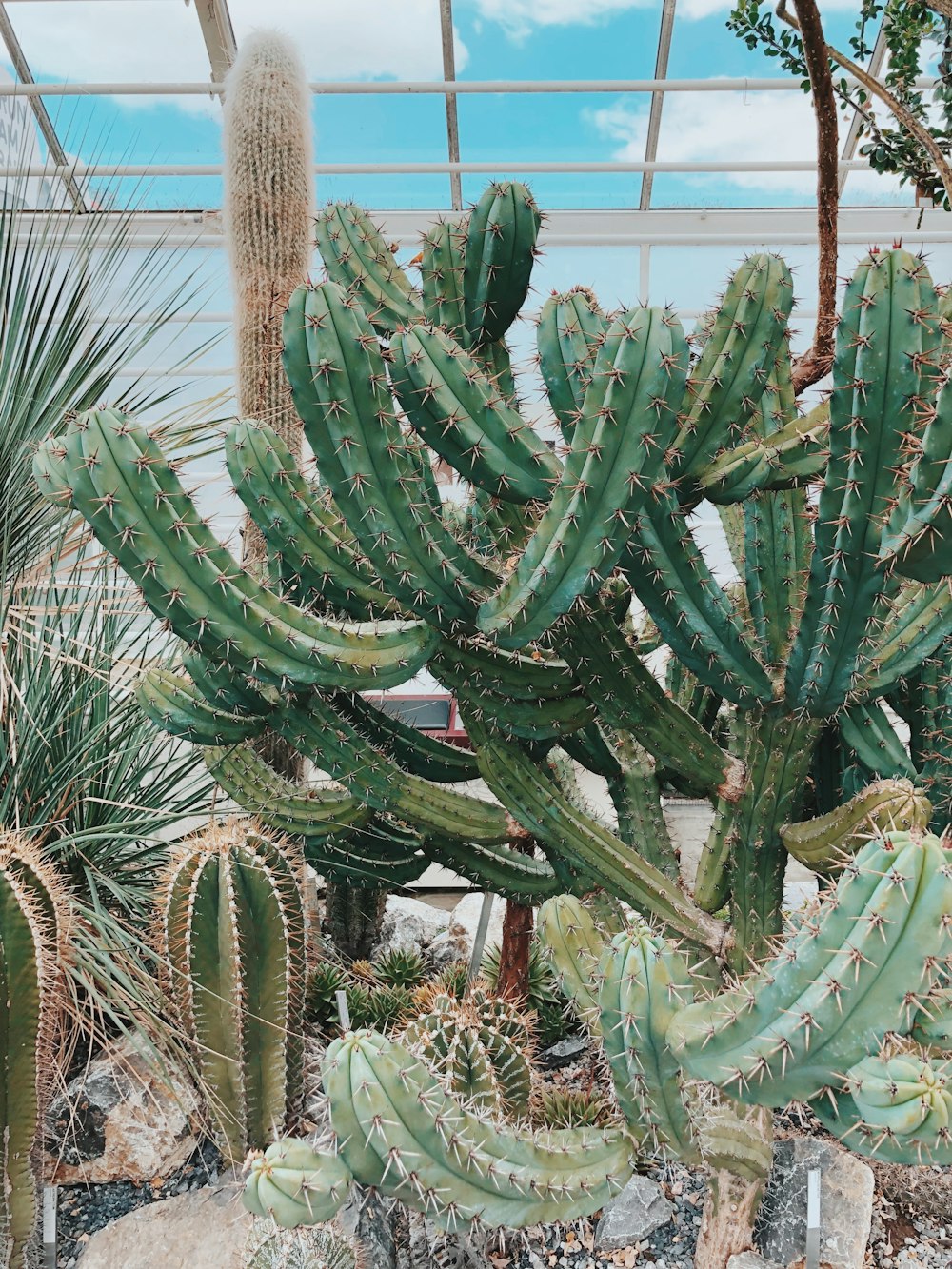 green cacti