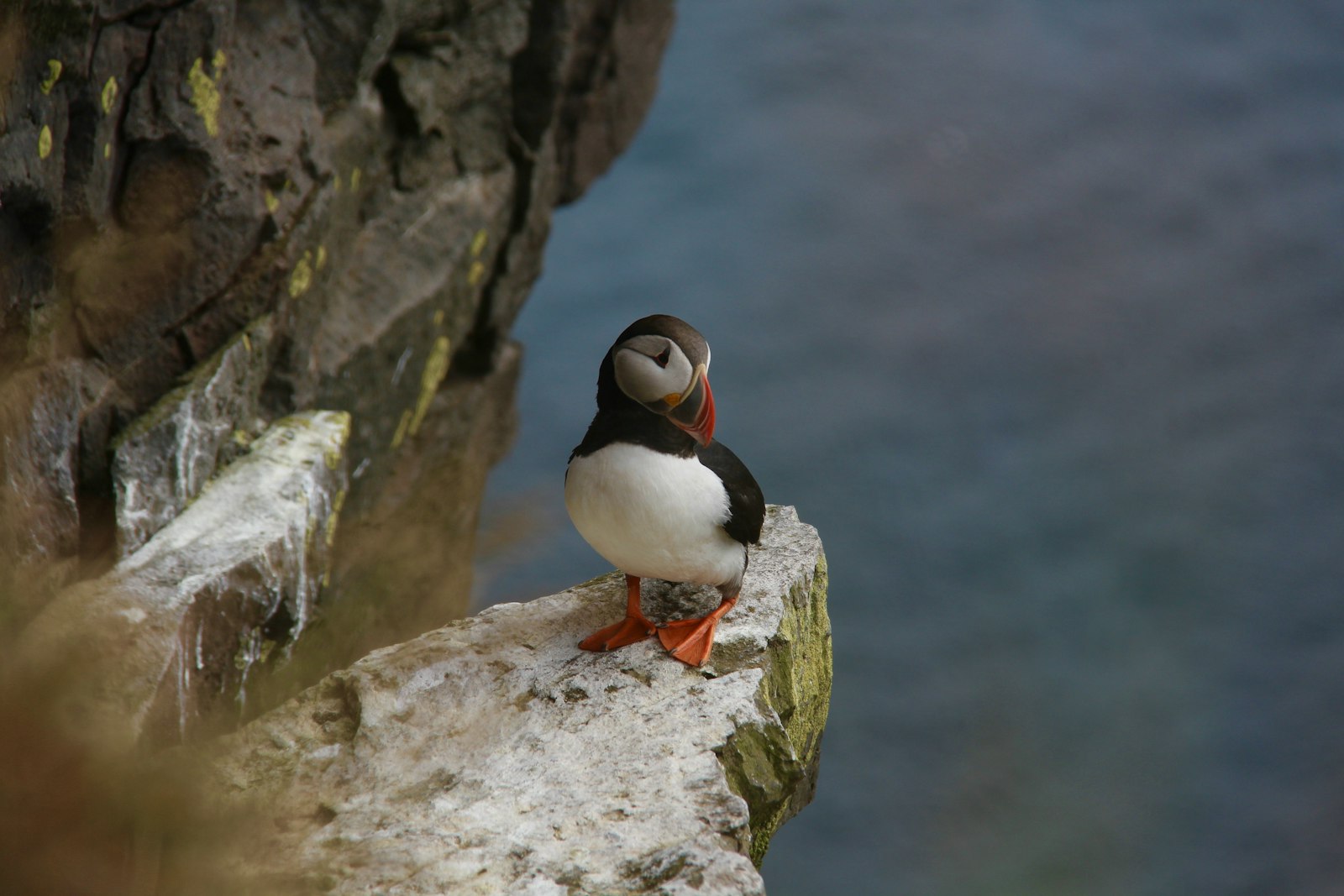 Canon EOS 1200D (EOS Rebel T5 / EOS Kiss X70 / EOS Hi) + Canon EF-S 18-200mm F3.5-5.6 IS sample photo. Bird on rock illustration photography