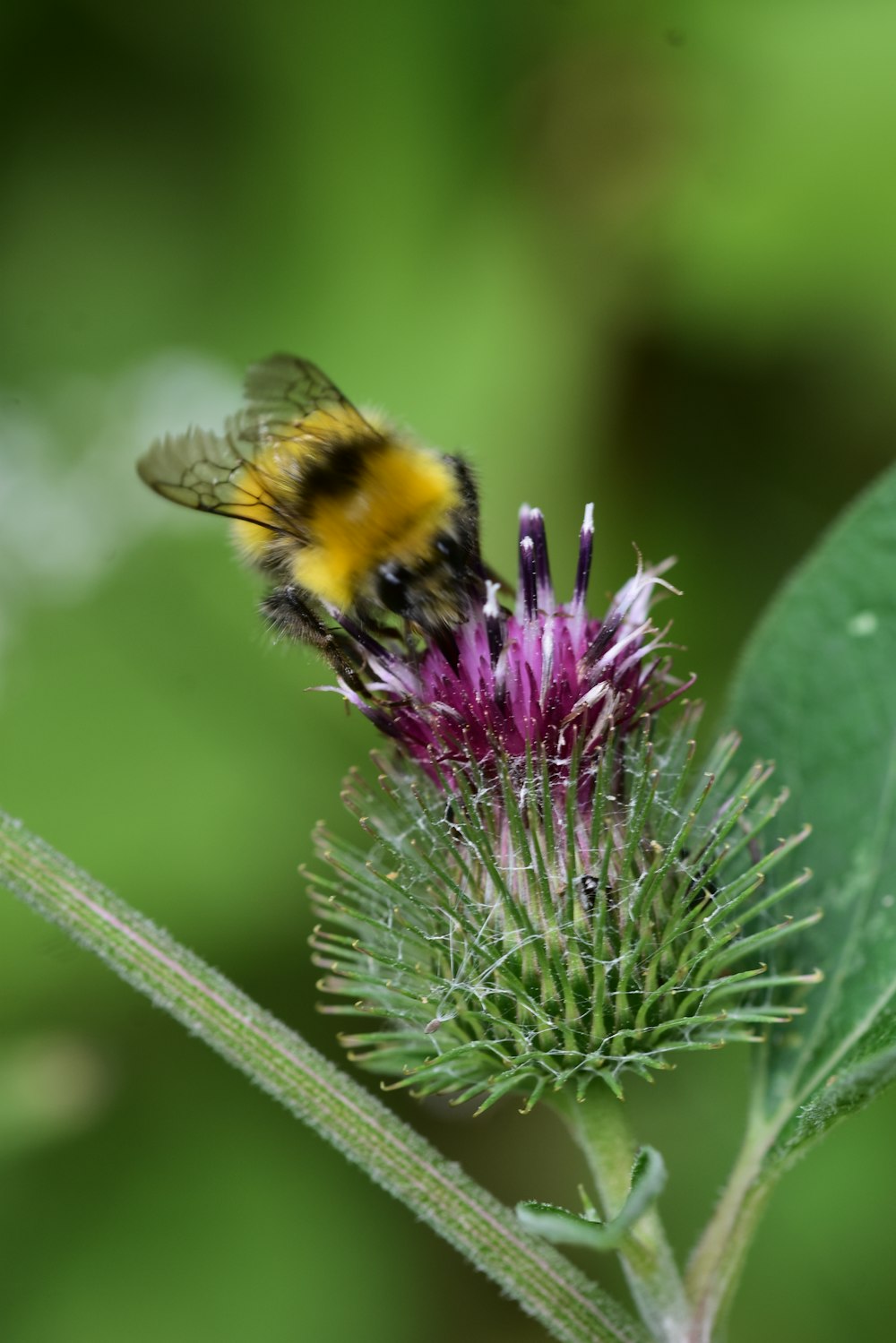 bee in flower close-up photography