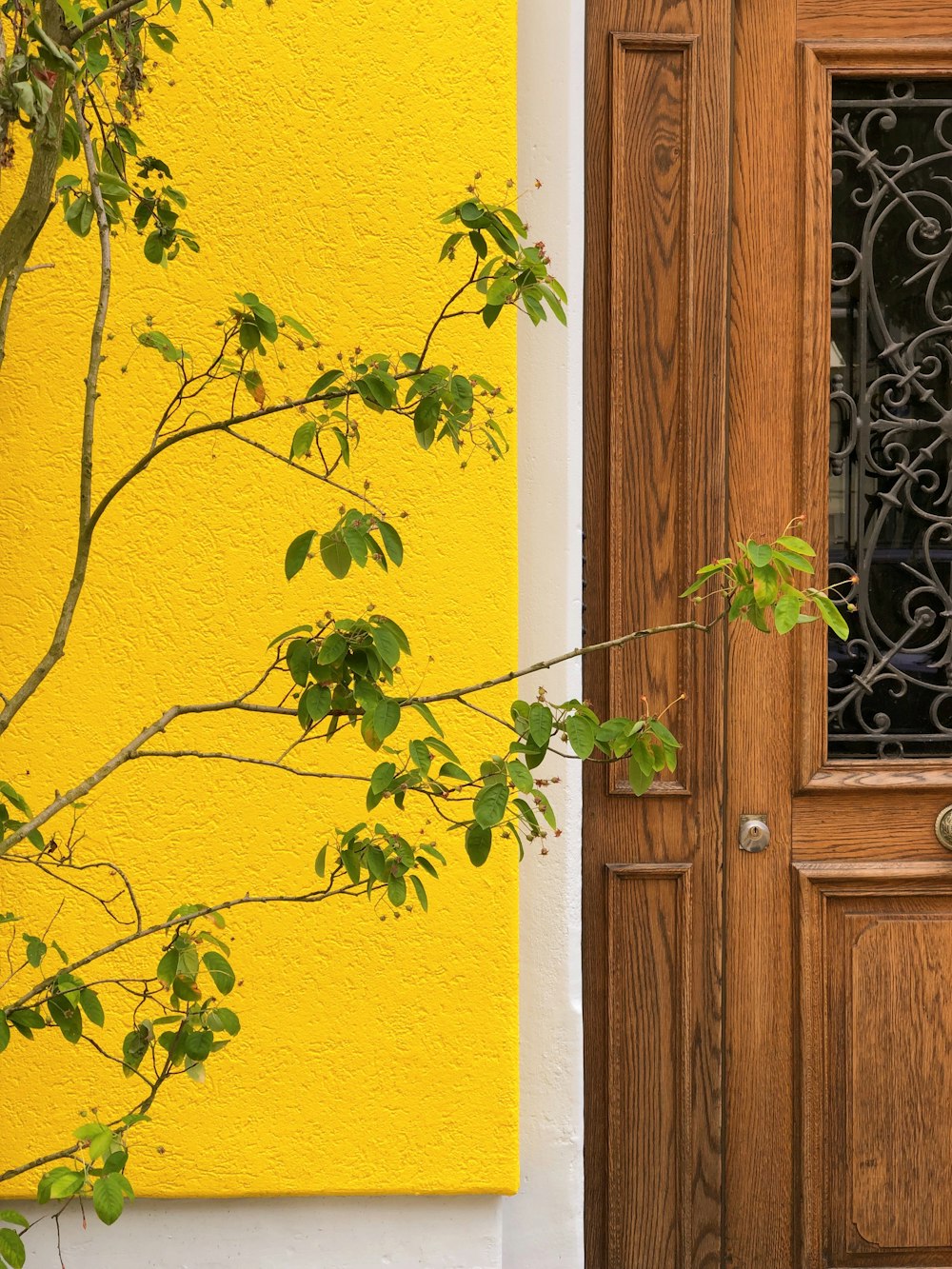 green tree beside door