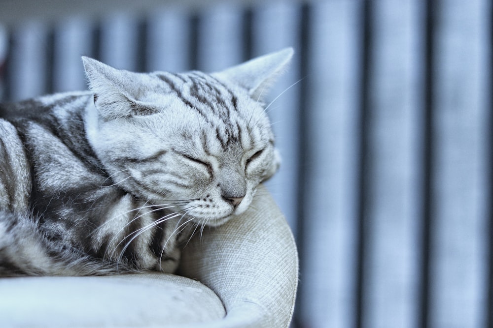 grey tabby cat sleeping on grey fabric sofa