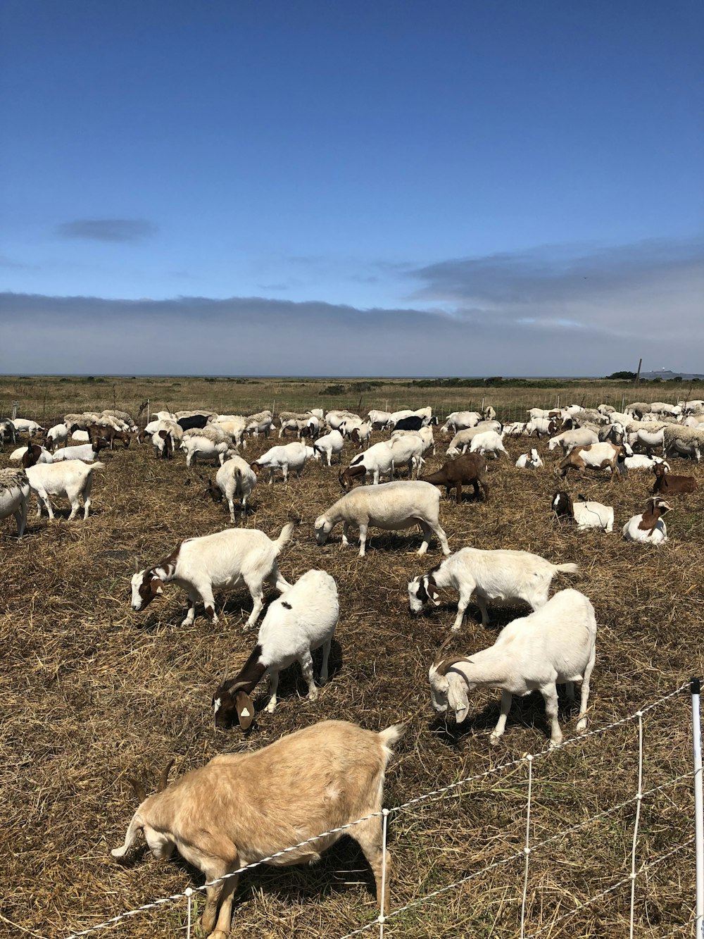 group of goats under blue sky