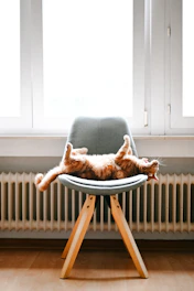 a cat laying on top of a chair in front of a window