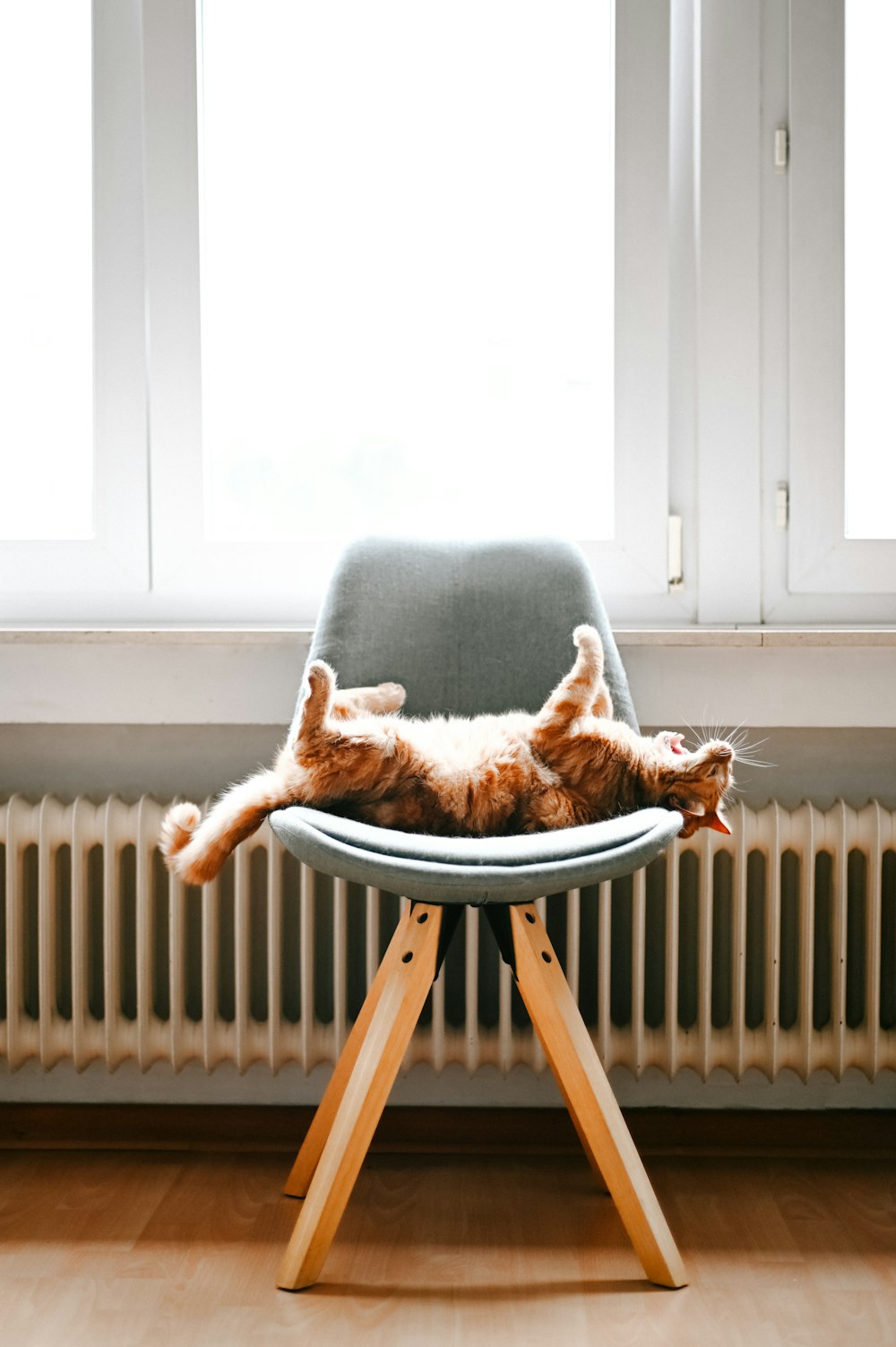 a cat laying on top of a chair in front of a window