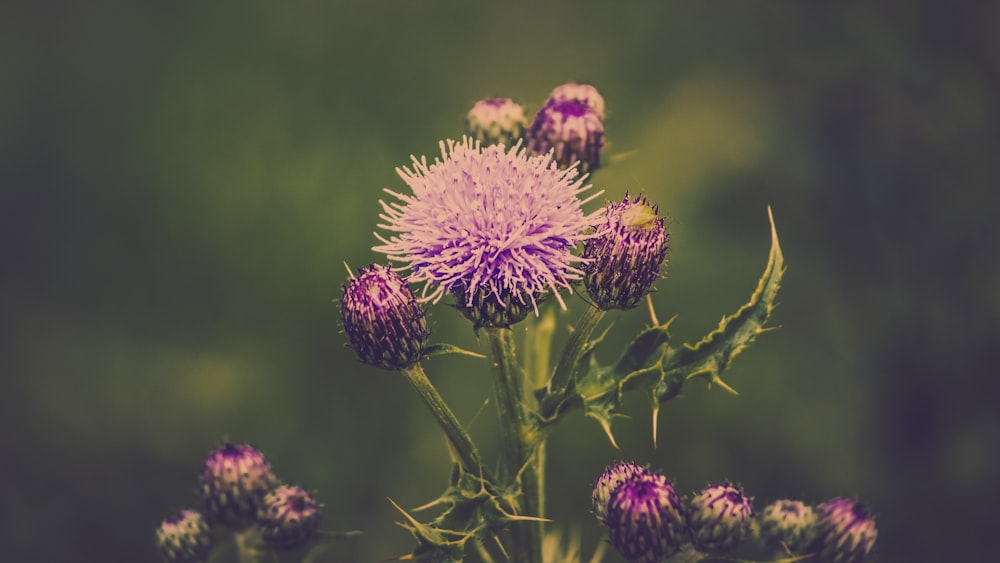 pink-petaled flower