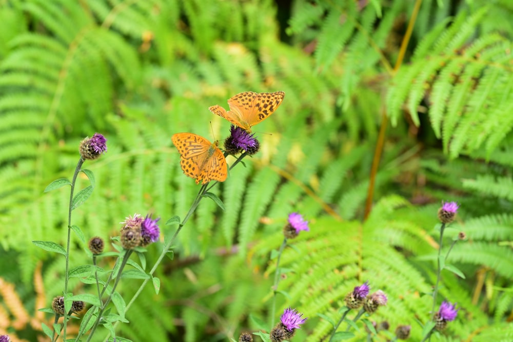 orange butterfly on purple flower near green fern plant