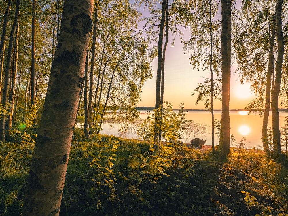 Lac et arbres pendant l’heure dorée